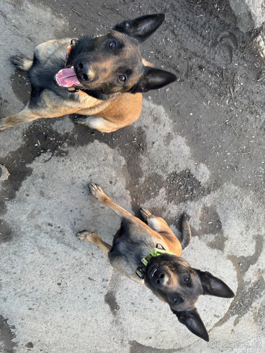 Belgický ovčák Malinois - 2v1