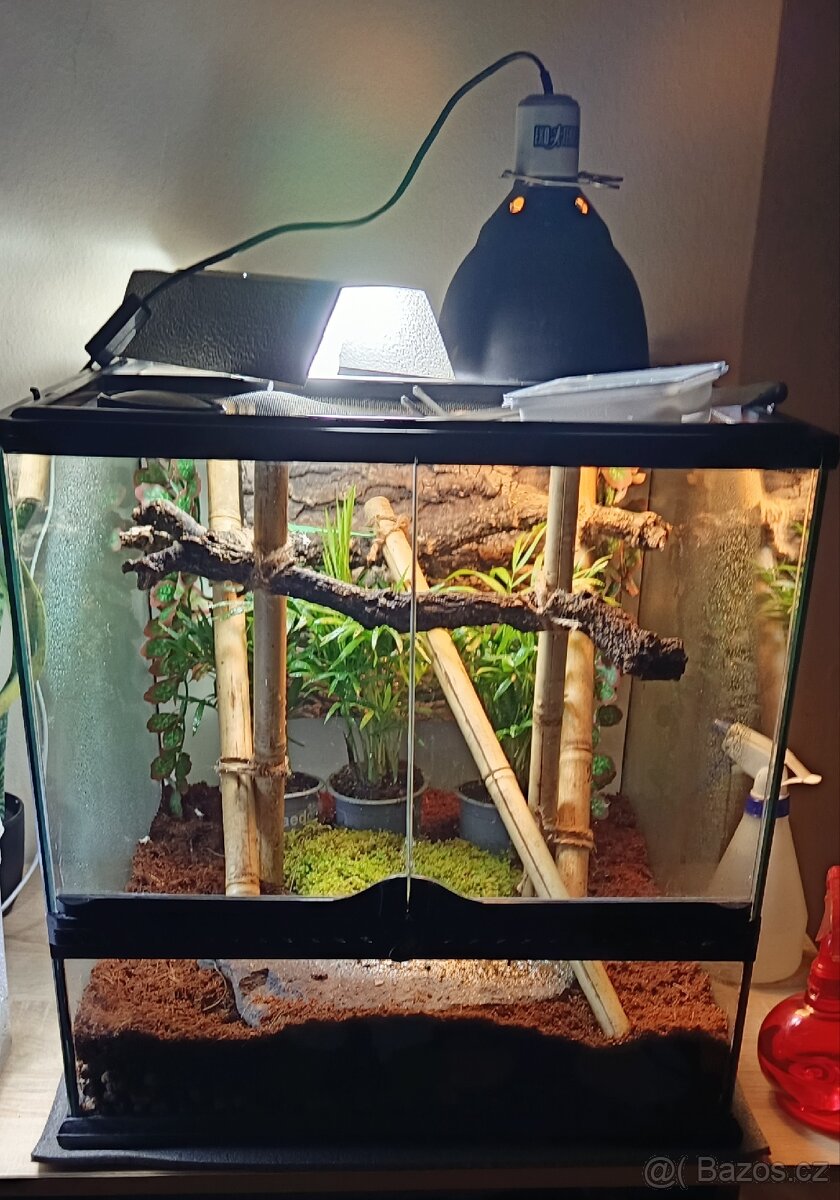 Terárium + 3× ještěrky