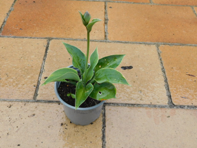 hosta mini