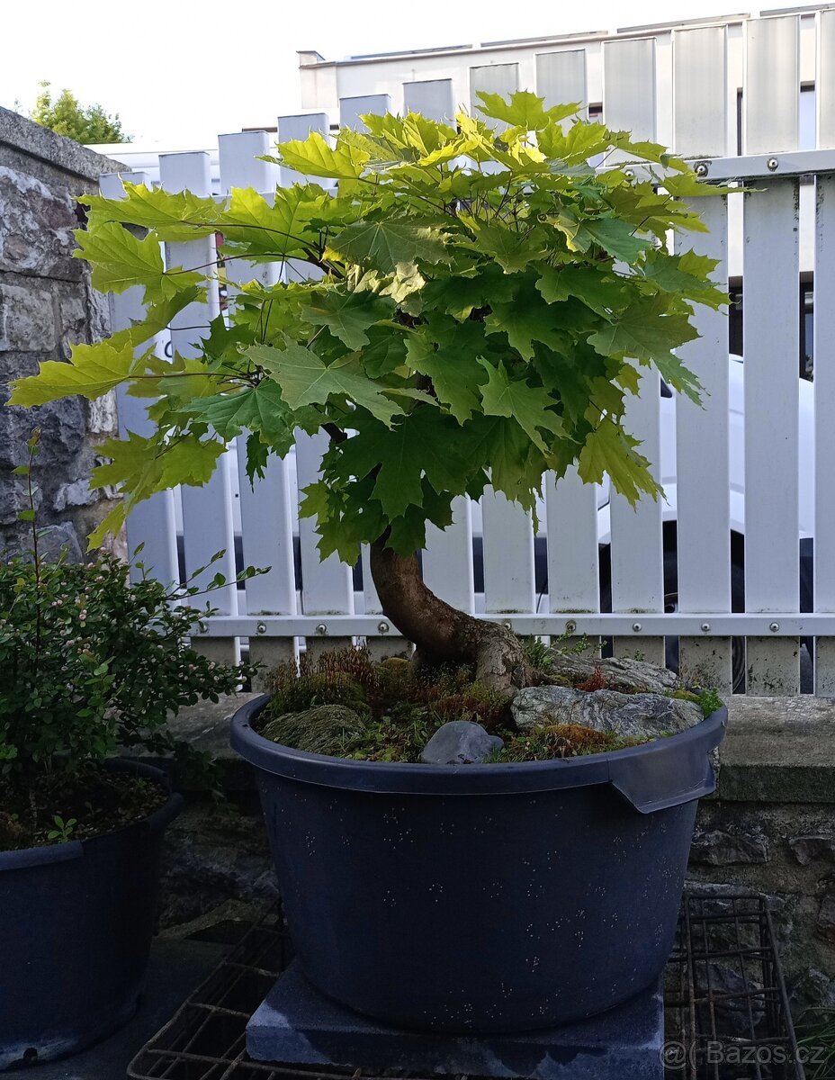Javor mléč (Acer platanoides) bonsai