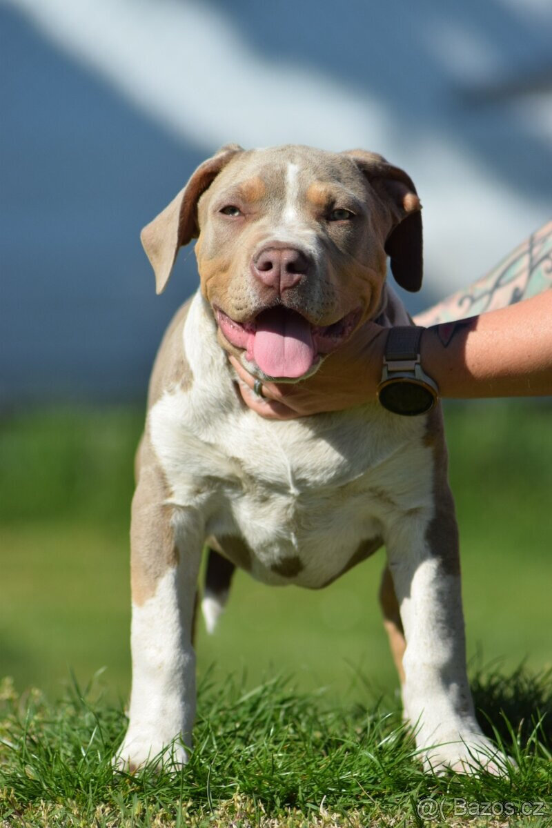 American bully XL - pejsek lilac tri