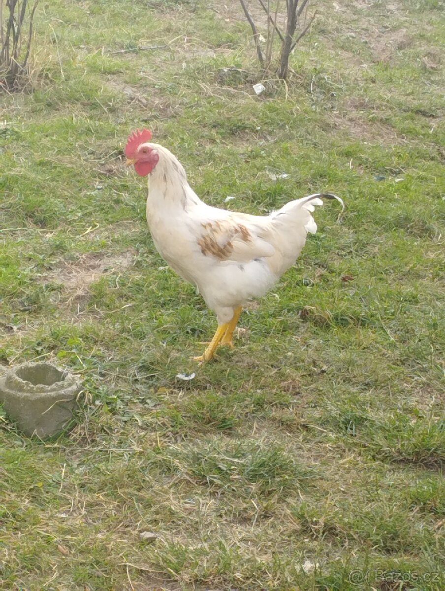 Kohoutí