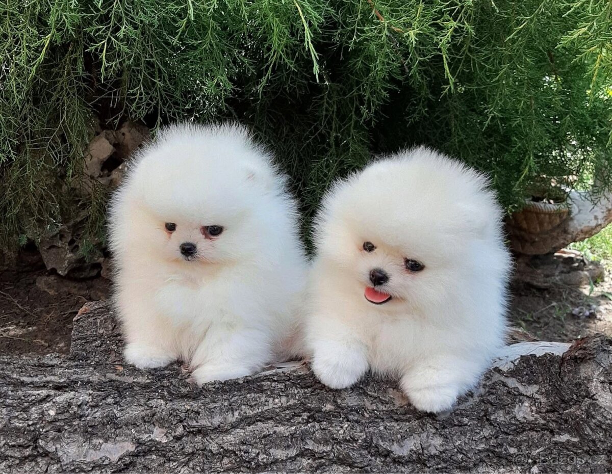 Pomeranian mini