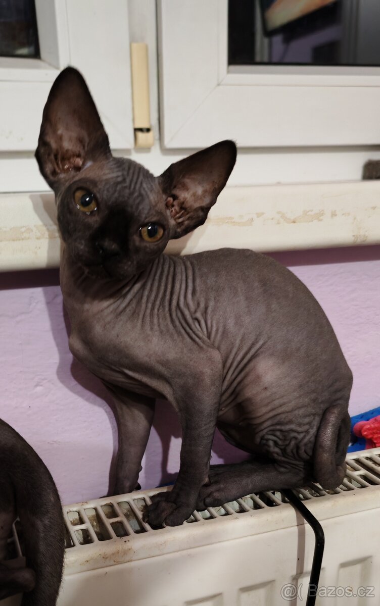 Sphynx