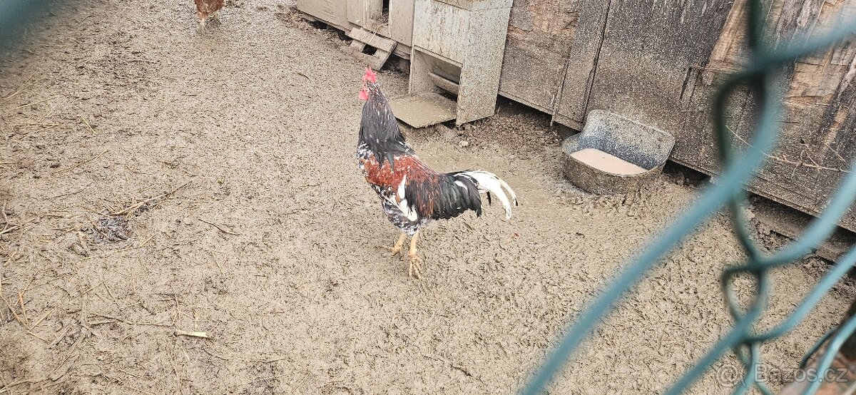 Kohouti (švédská květina)