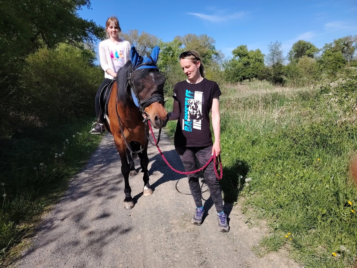 Pronájem koně