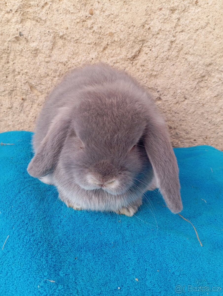 beránek