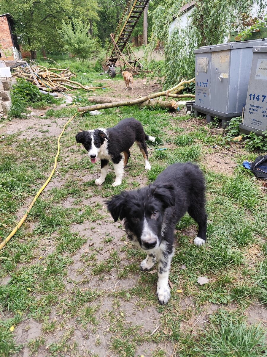 Border kolie