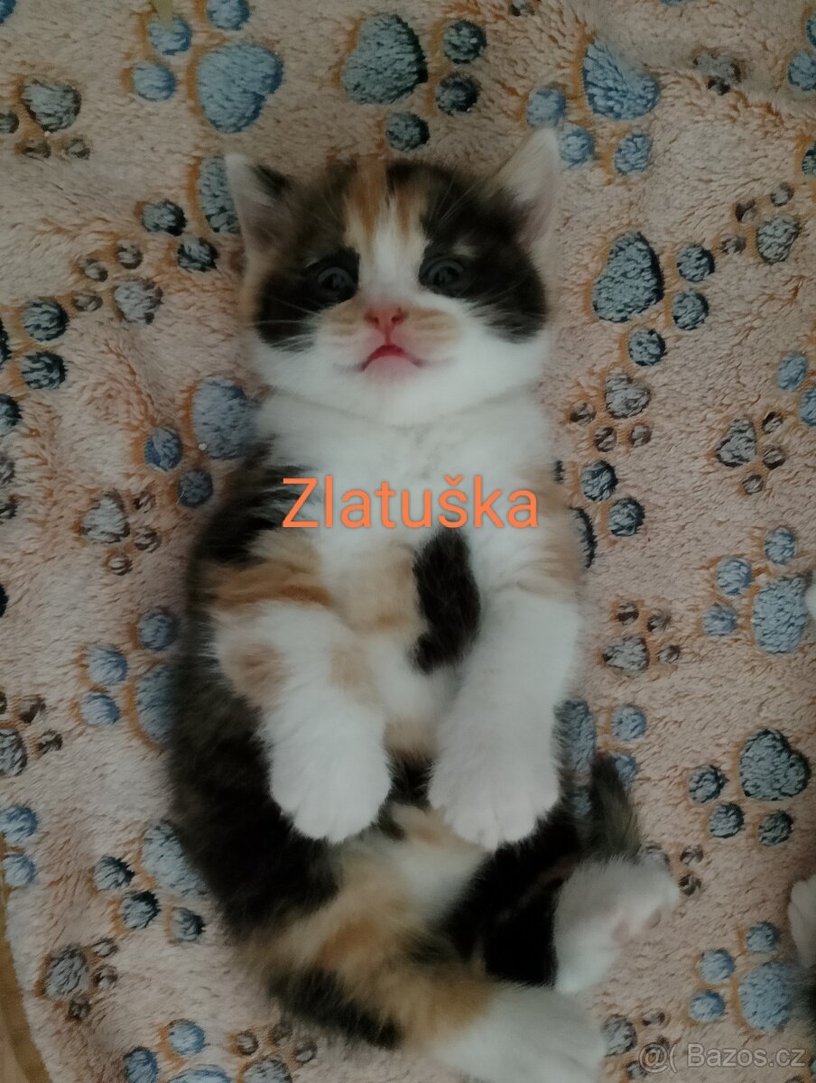 Britská tricolor kočička