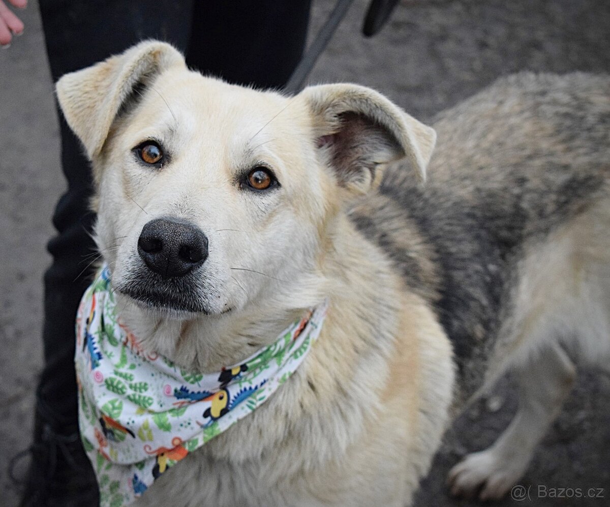 ŽIŽI K ADOPCI - 2 ROKY, ODDANÝ, BYSTRÝ, UČENLIVÝ