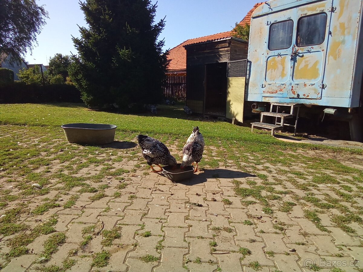 Wyandotka velká stříbrná černé lemovana