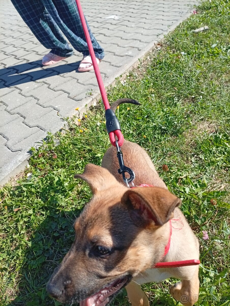 Belgický ovčák malinois