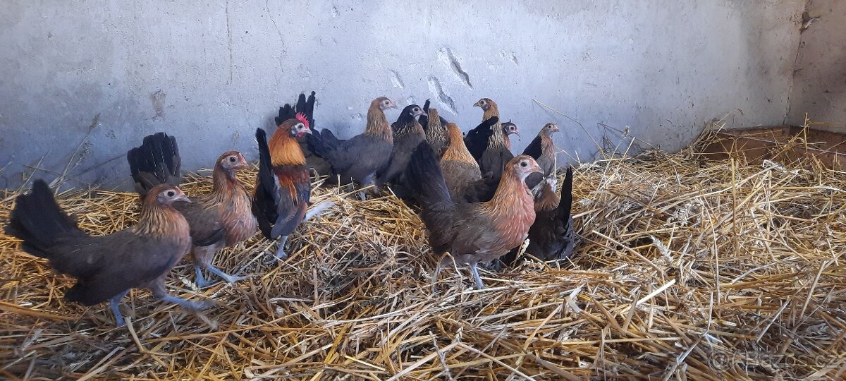 Holandská zakrslá slepice