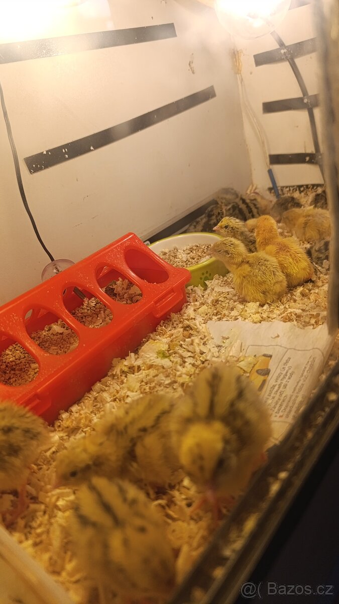 Líhnutí křepelka japonská nosná