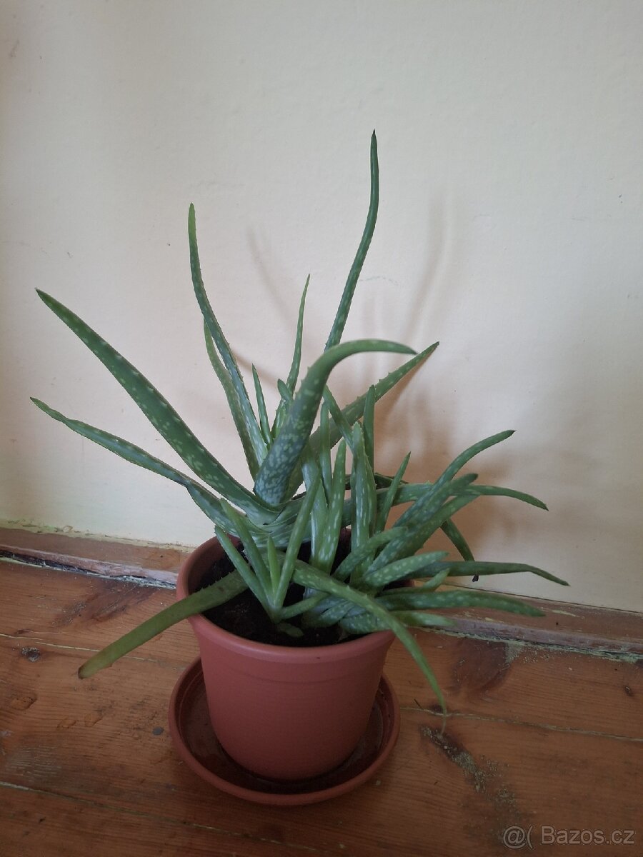 Aloe vera