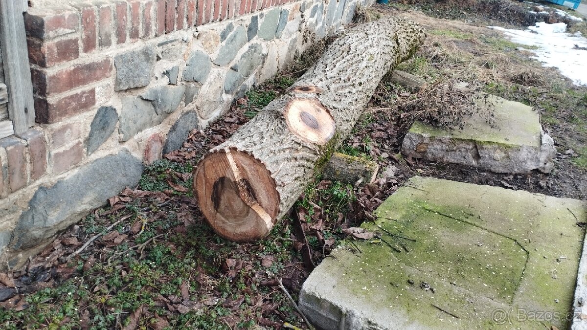 Kmen a špalky ořech, ořešák 3m, 50 cm