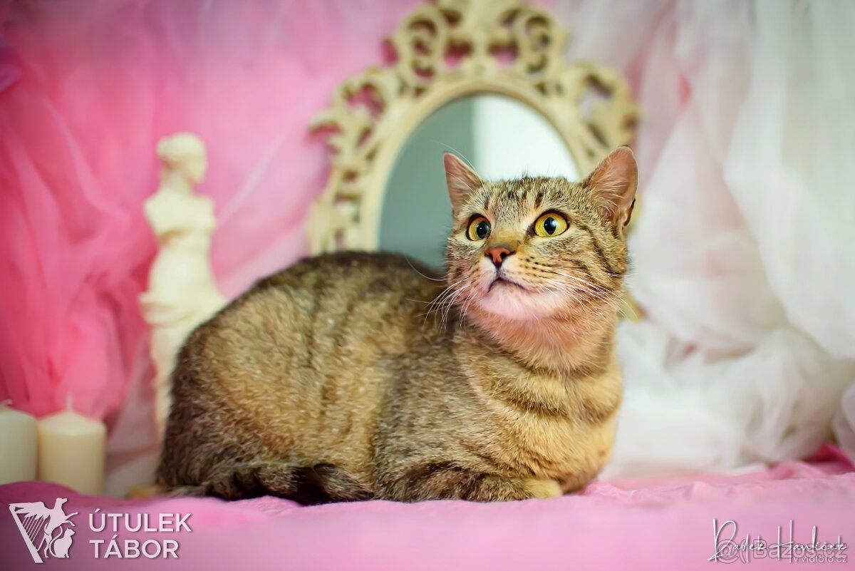 Linda k adopci