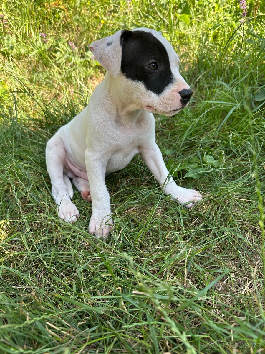 Americký pitbulteriér (apbt) s pp