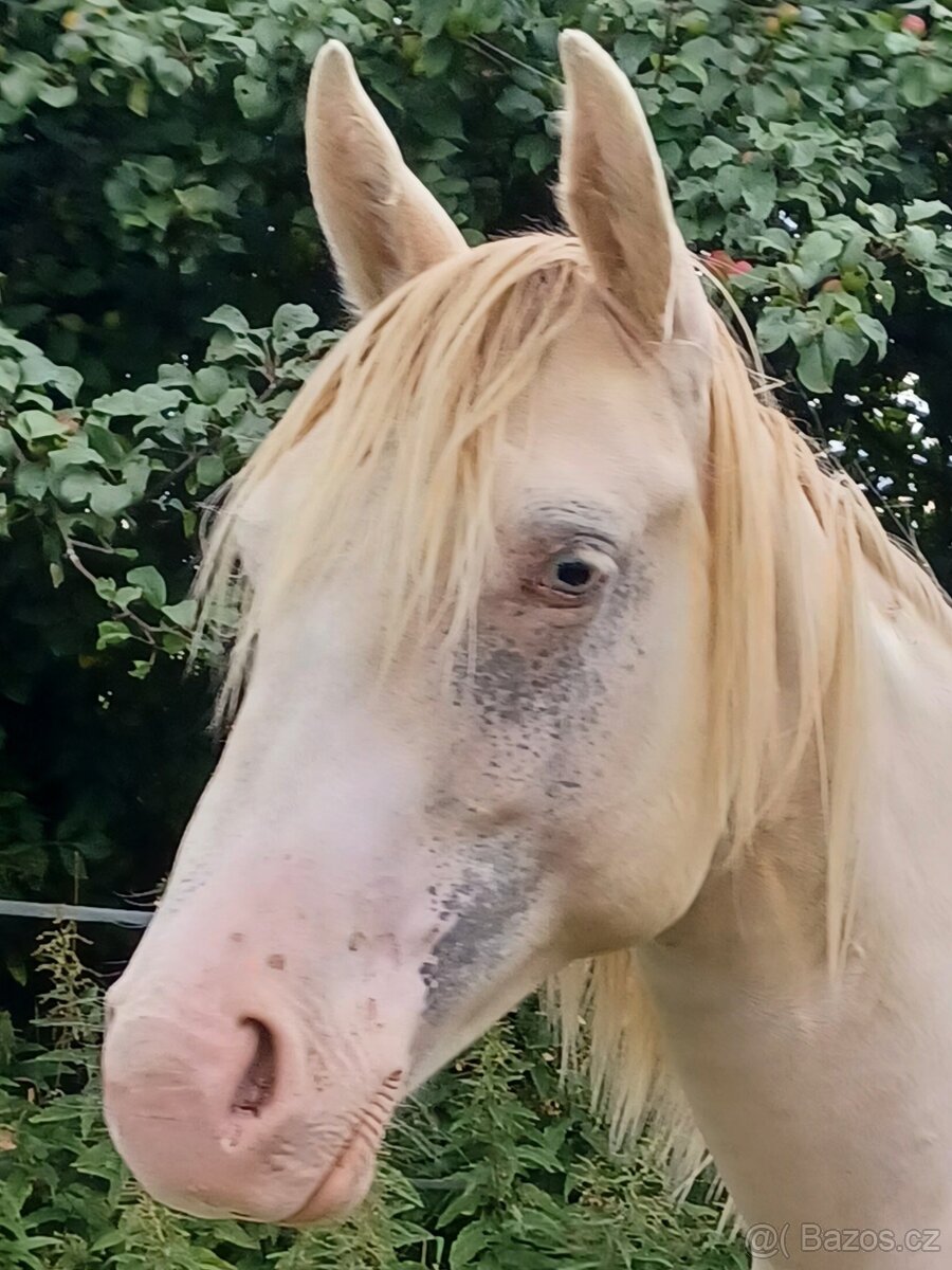 Klisnička Quarter horse 1 rok