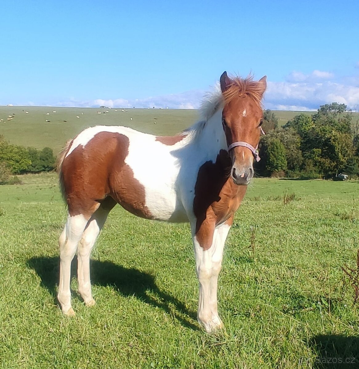 Prodám kobylku hříbě