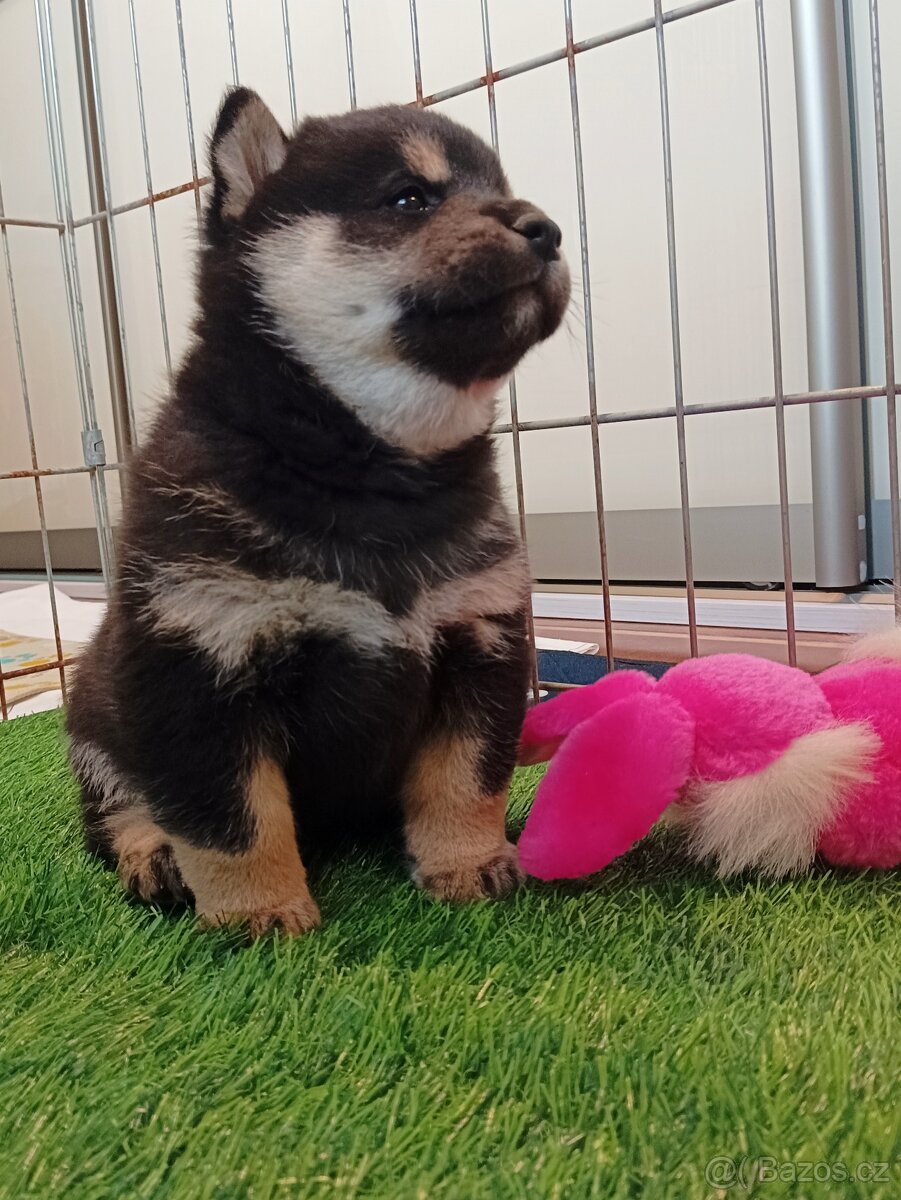 Shiba inu šteniatka FCI