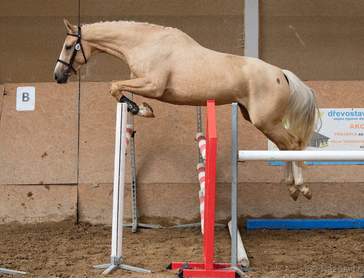 Atraktivní kůň Kinský