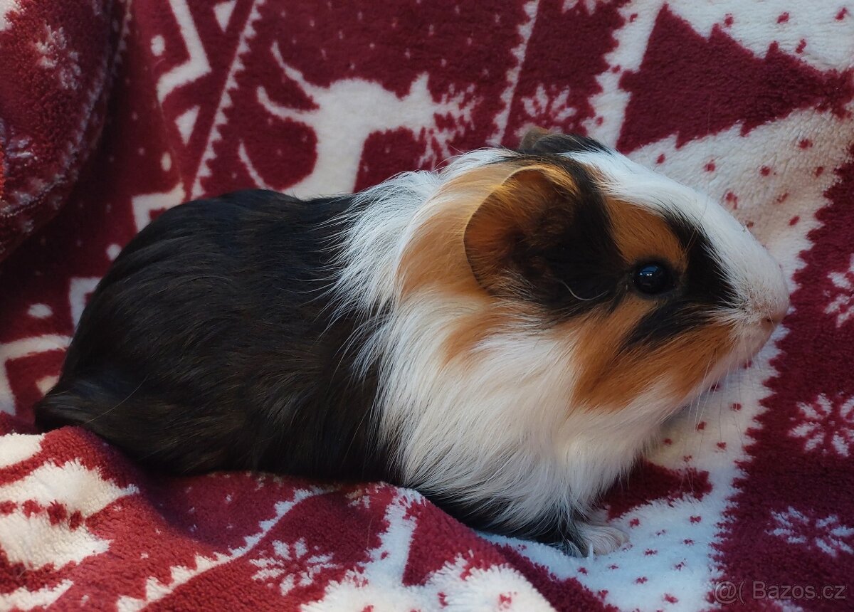 Morče - samec, mládě