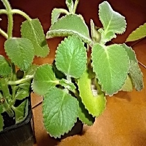 Mexický Eukalypt , Rýmovník - Léčivá rostlina