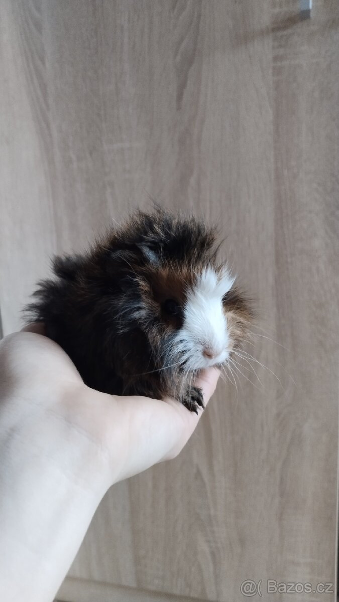 Morče, morčata, morčátka