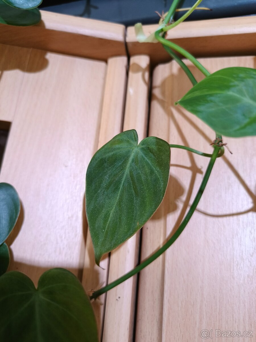 Philodendron   Micans green formm