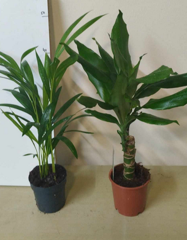 Palma a Dracena