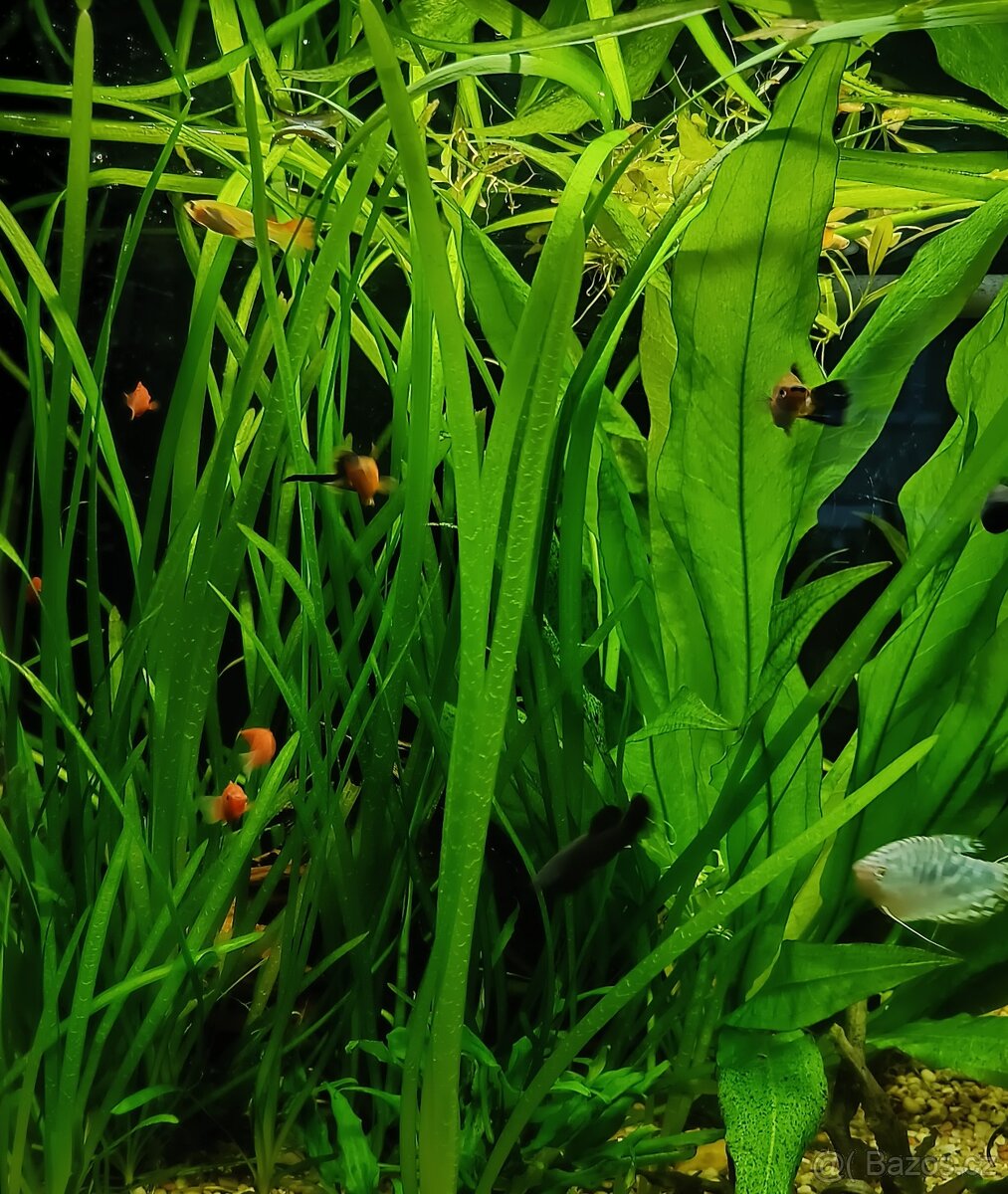 VALLISNERIA SPIRALIS 25-75 cm+EGERIA DENSA 27-20