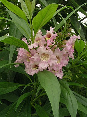 Chitalpa Summer Bells