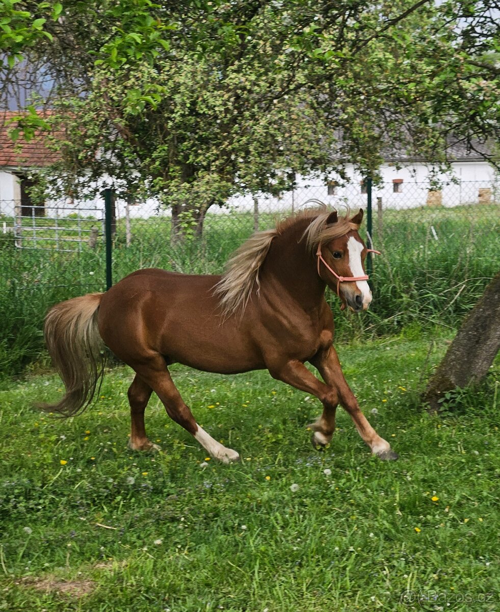 Hřebeček wpbr letos 4 letý