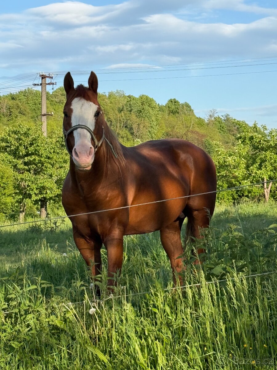 Paint horse žrebec