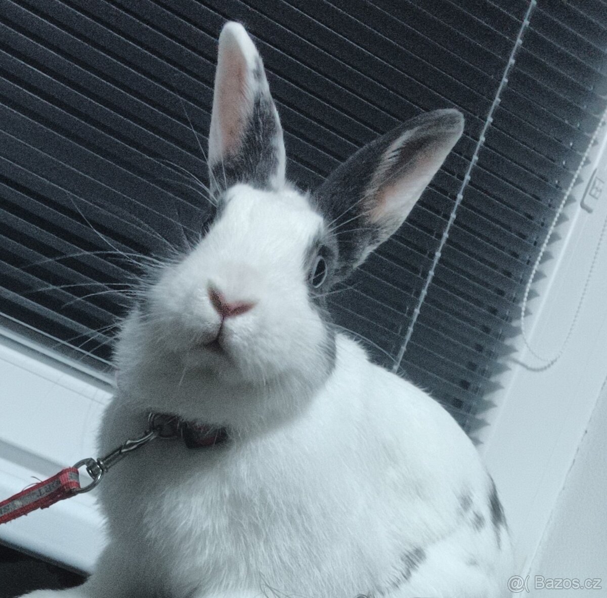 Daruji králíčka