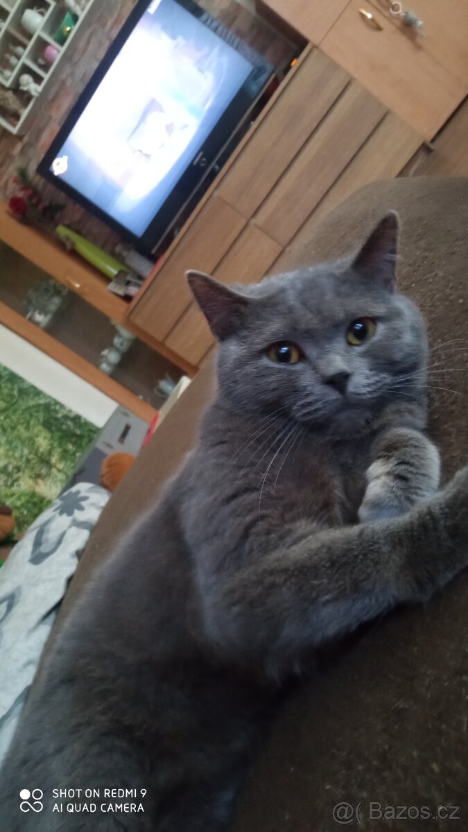 Modrá britská koťátka.