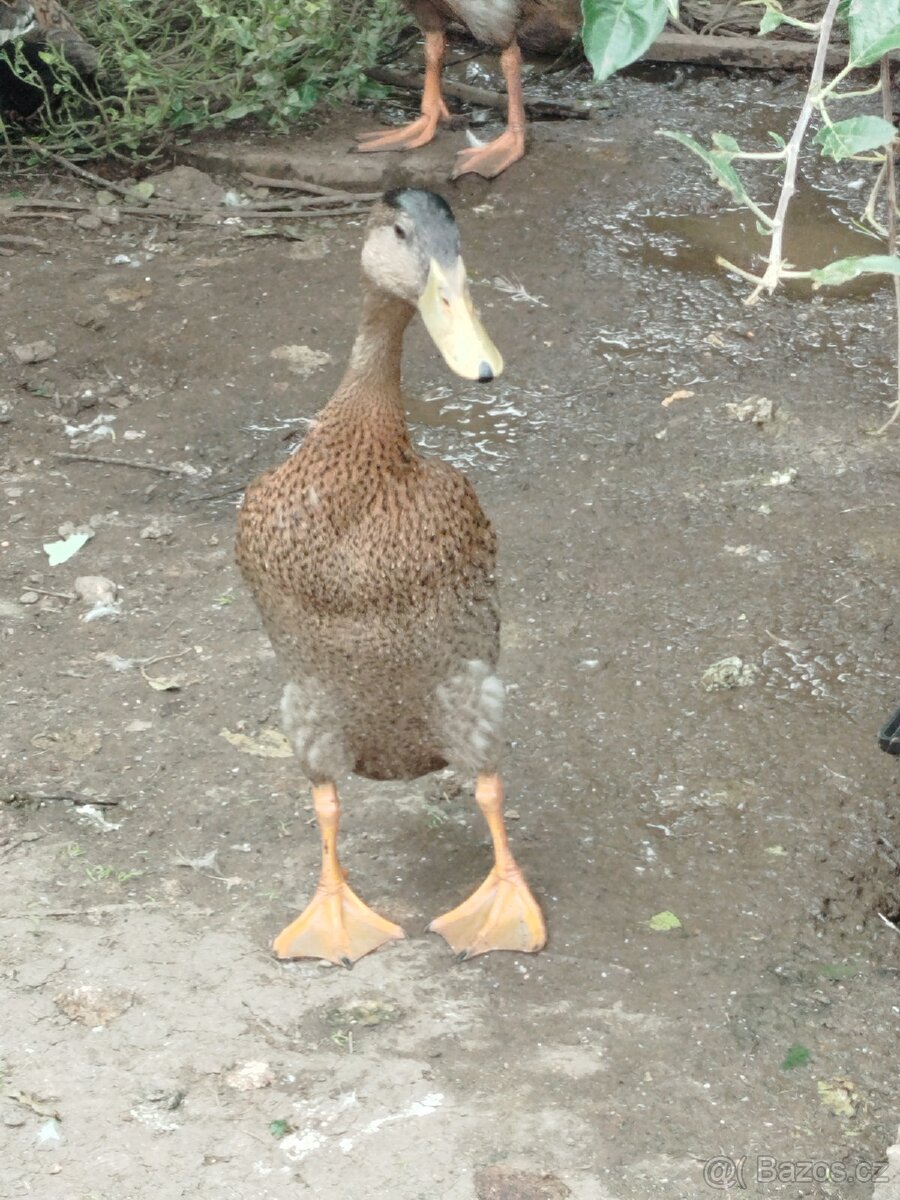 Běžci