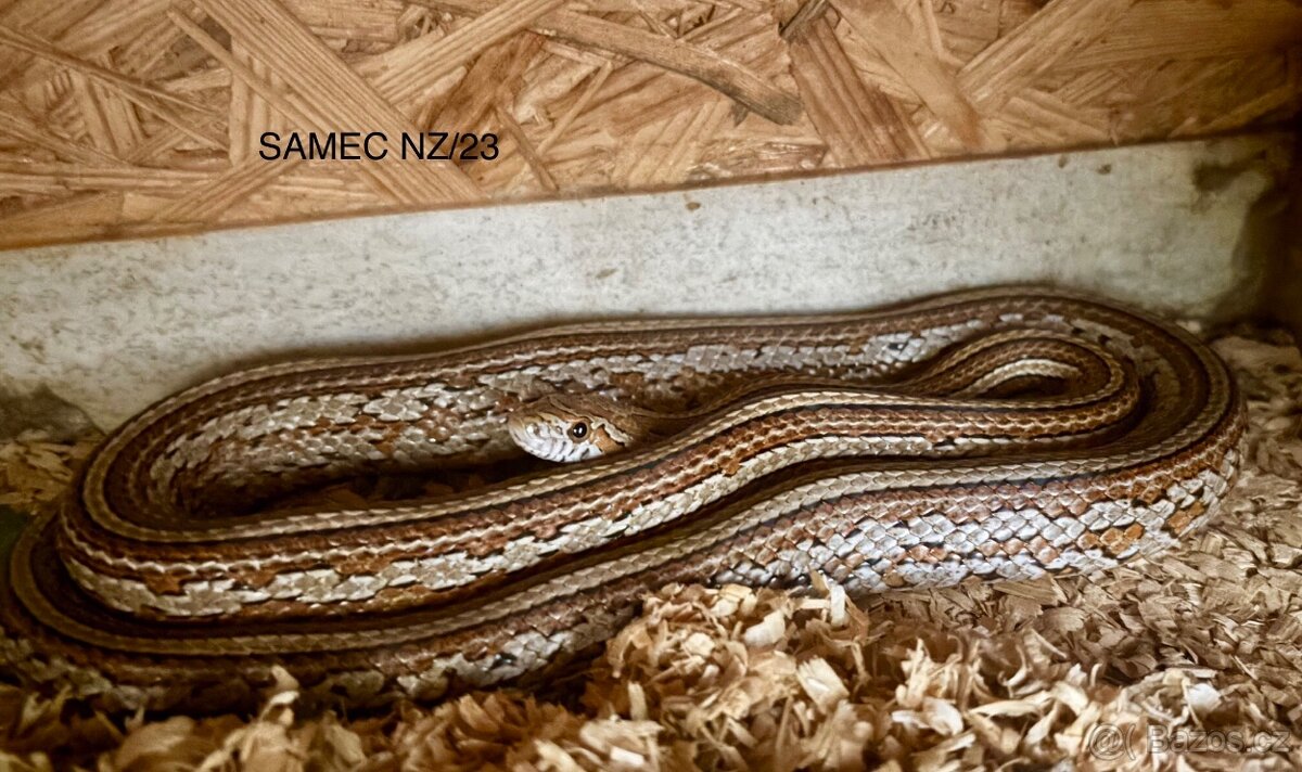 Užovka červená tessera het scaleless