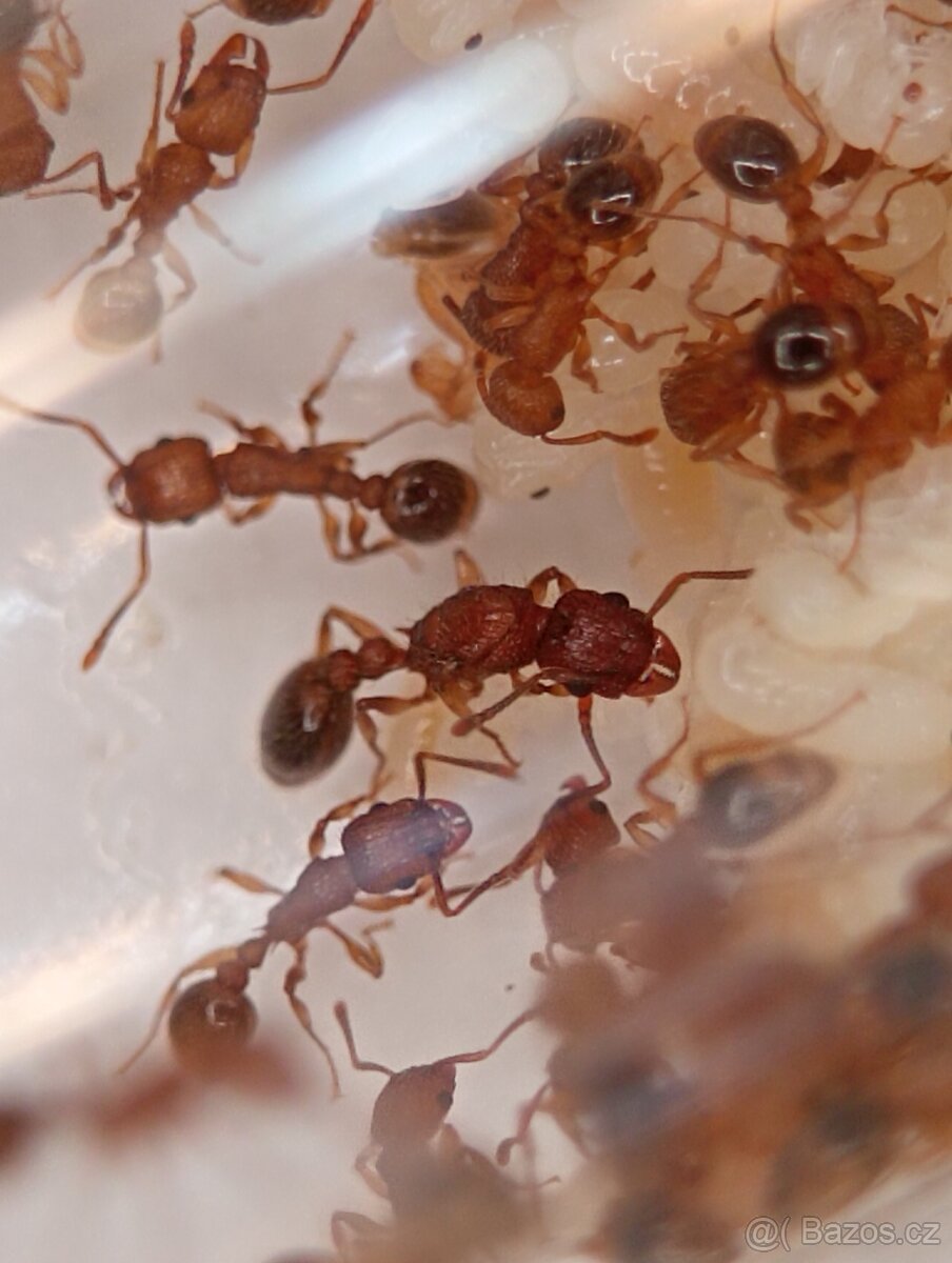 Tetramorium bicarinatum