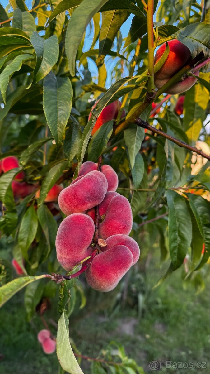 🍑 DOMÁCÍ PLOCHÉ BROSKVE – 50 Kč/kg 🍑