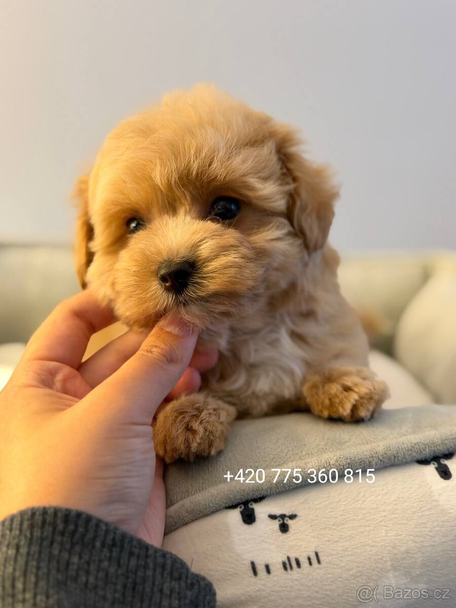 Caramel Maltipoo Holčička