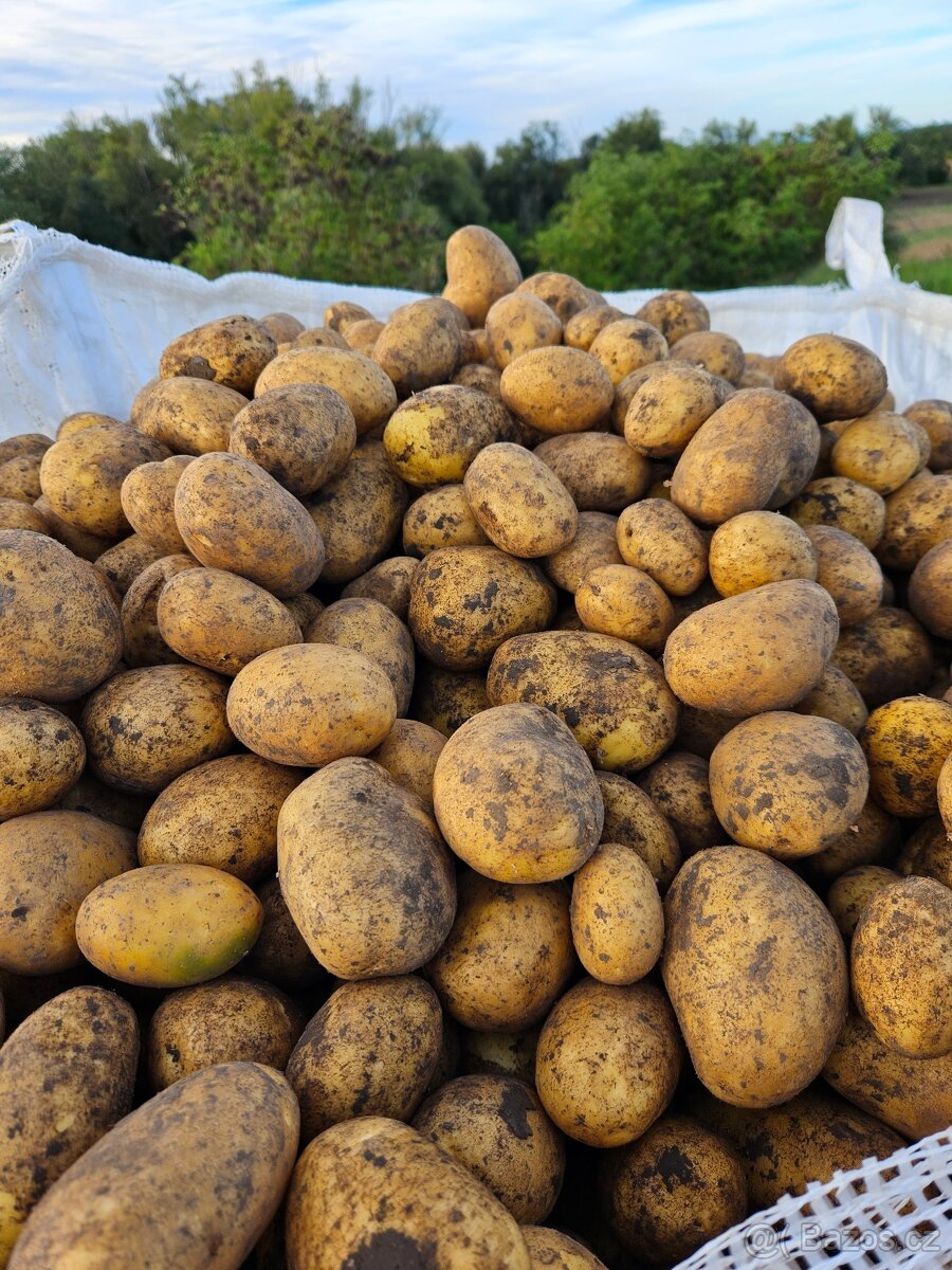 Brambory konzumní