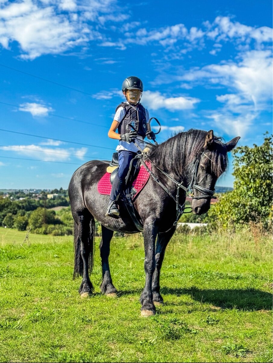 Fell Pony - kategorie B