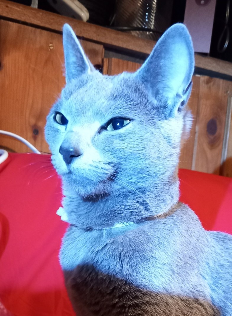 Hledám krytí ruským modrým kocourem sPP