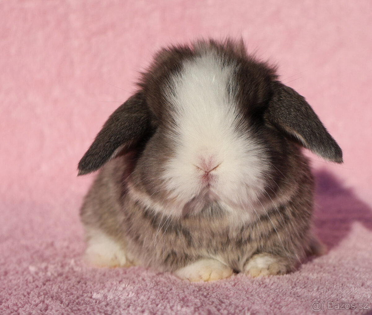 Zakrslí beránci NHD modrá očka .