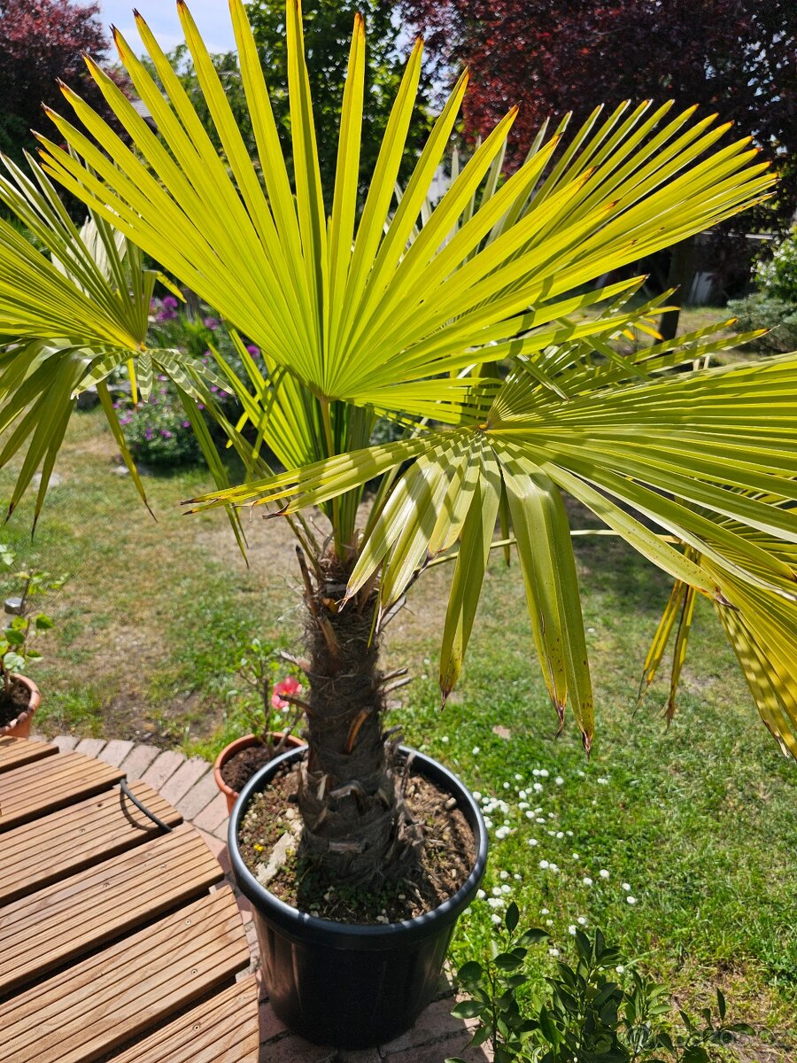 Palma mrazuvzdorná