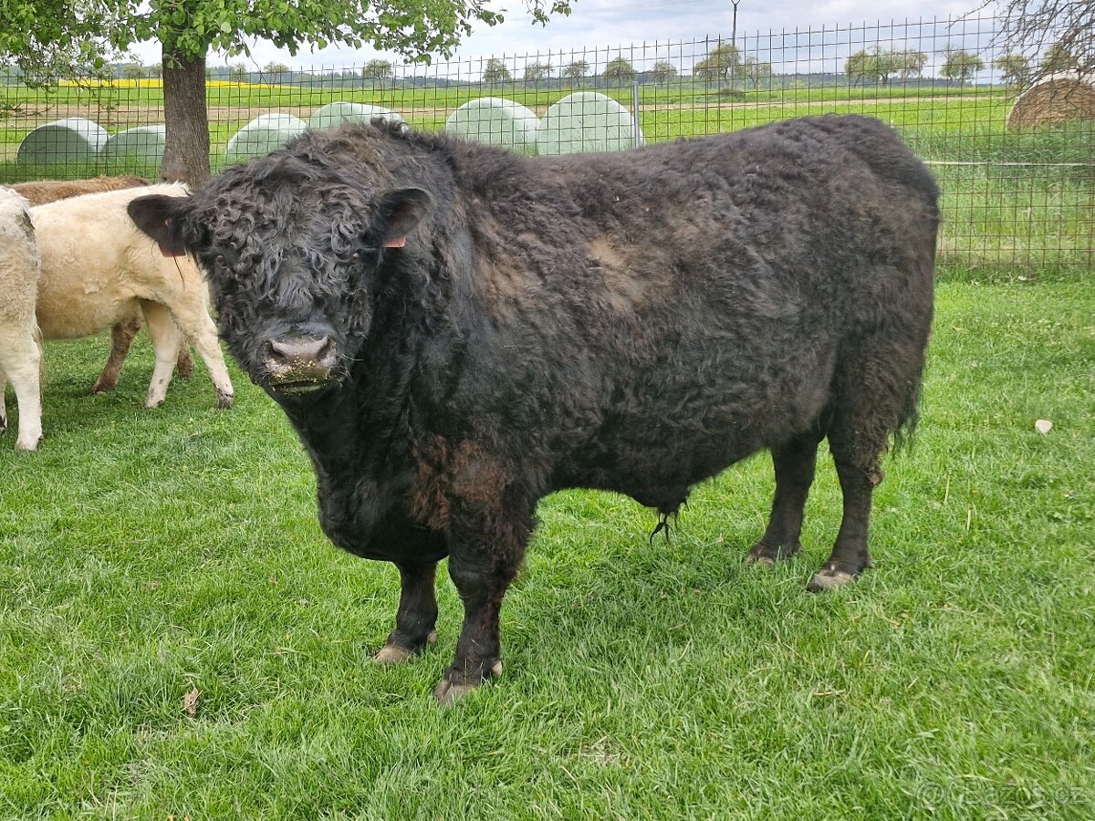 Rezervace Galloway býk
