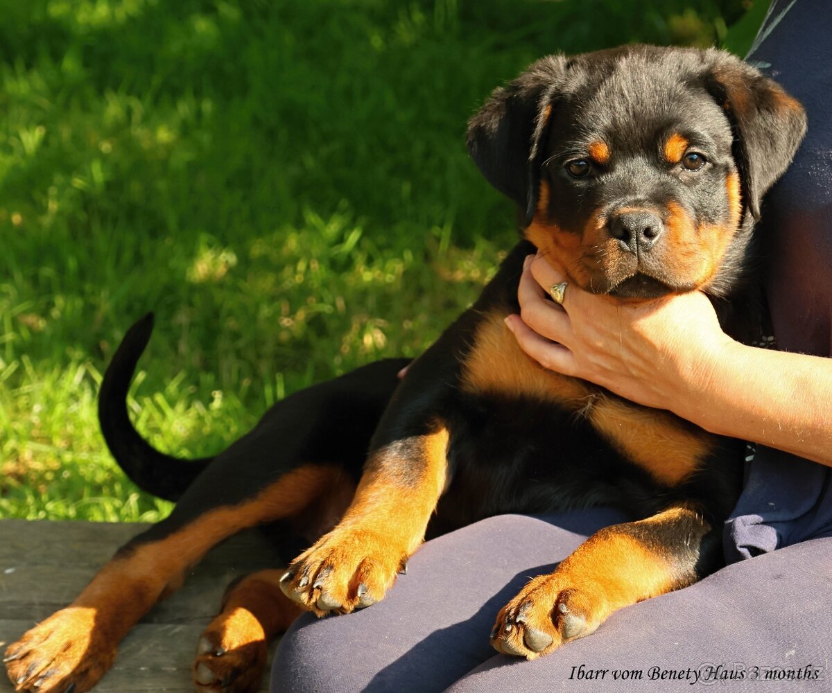 Rotvajler pejsek s PP, Rottweiler pejsek s PP