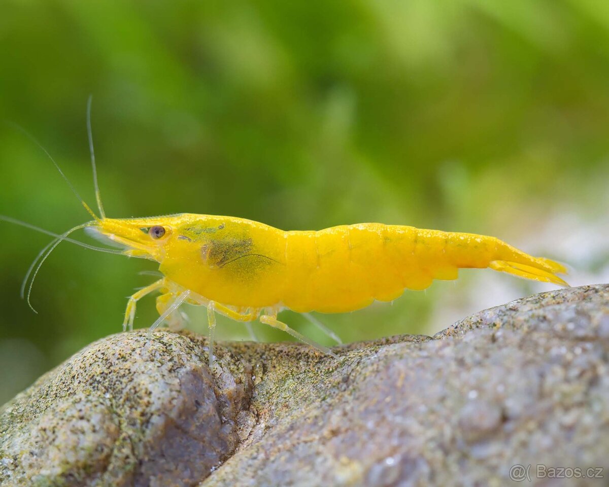 Prodám Neocaridina Yellow Fire ktevety - selekce